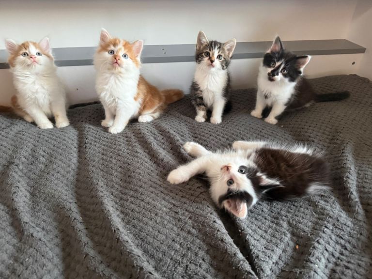 🐾 Beautiful Kittens for Sale 🐾