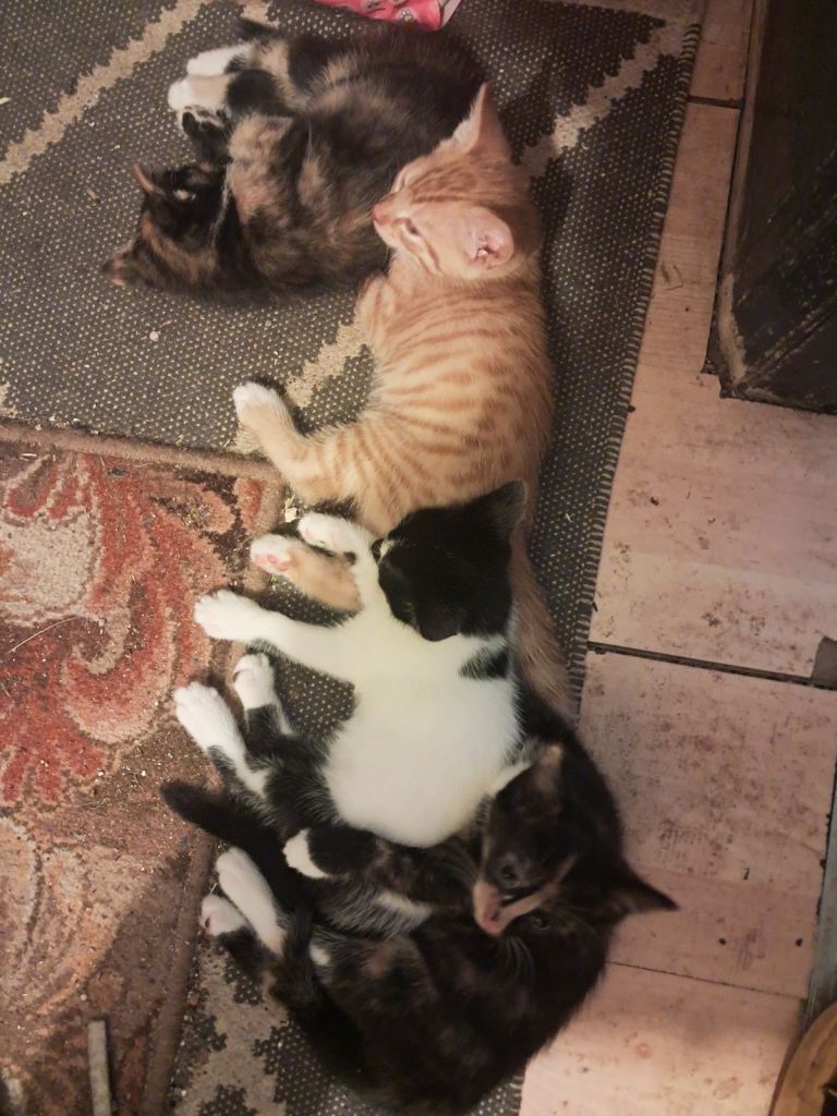 Kittens 7 weeks old 