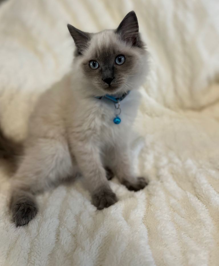 Two Gorgeous pure bred ragdoll boys  