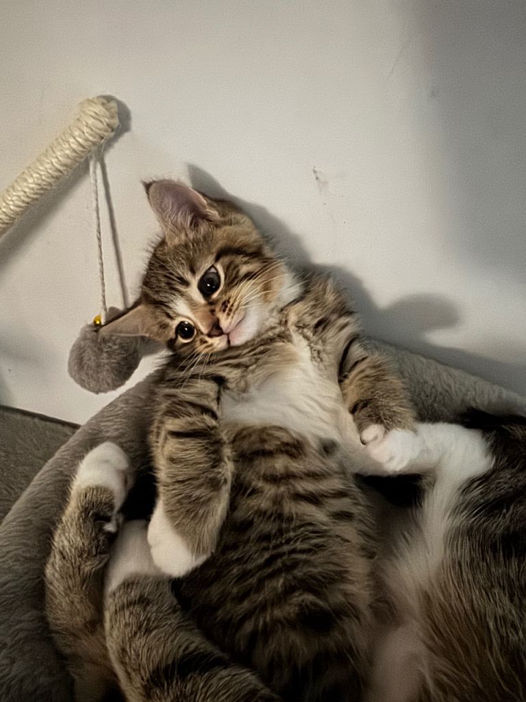 Kitten for sale