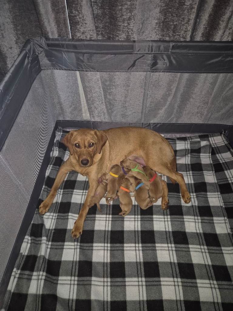 Labrador Puppies - Fox Red