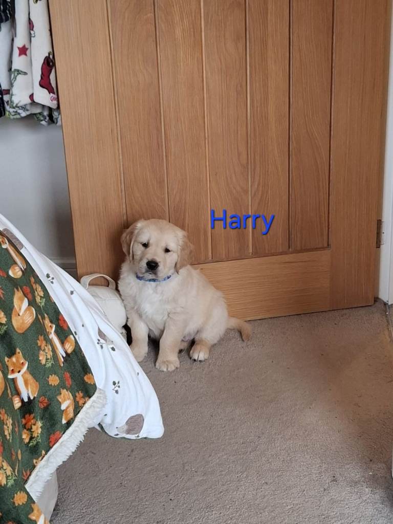 KC registered golden retriever 