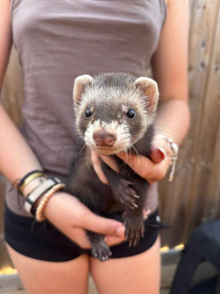 Ferret Hobs For Sale - Ready Now