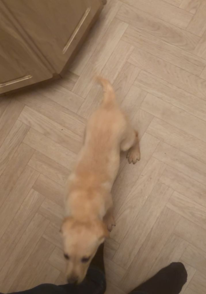 Golden Labrador pups