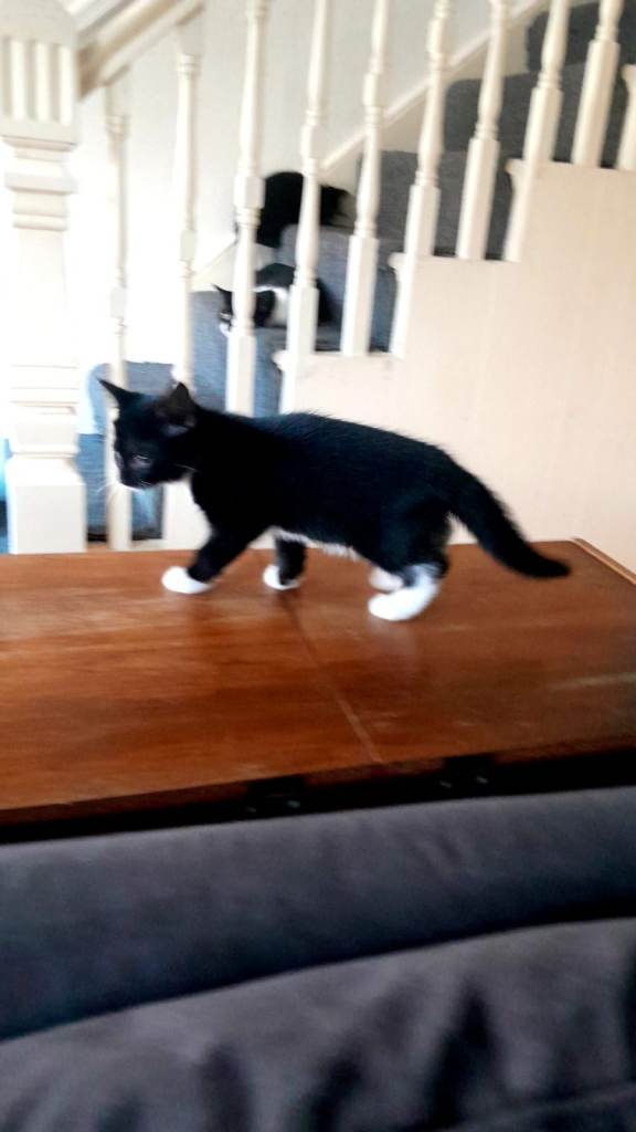 VERY UNIQUE Fully Black 