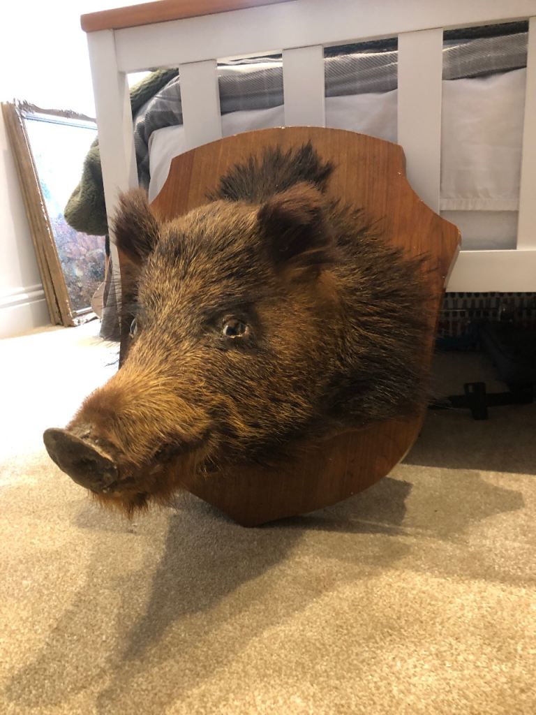 Wild boar head taxidermy antique 