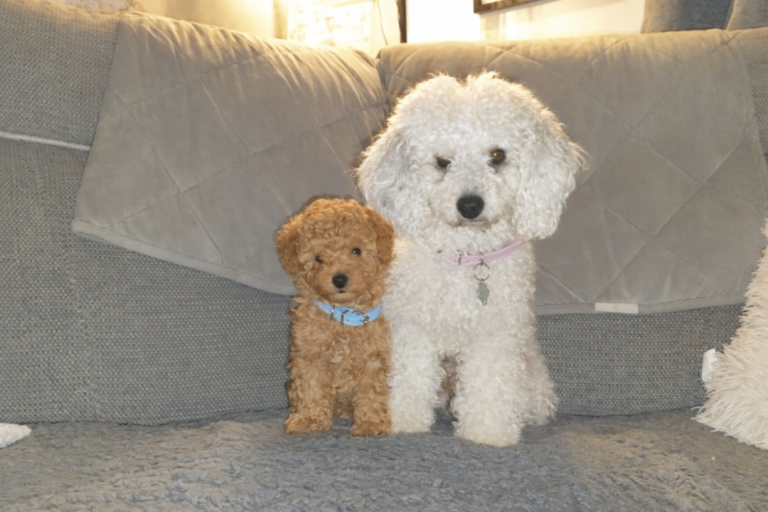 Boy toy poodle - ready to go!
