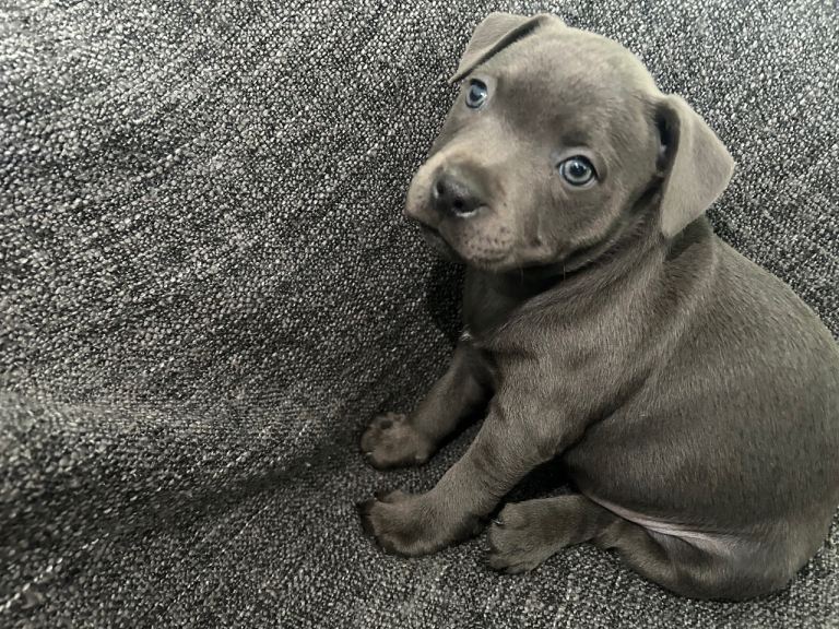Blue Staffordshire bull terrier 