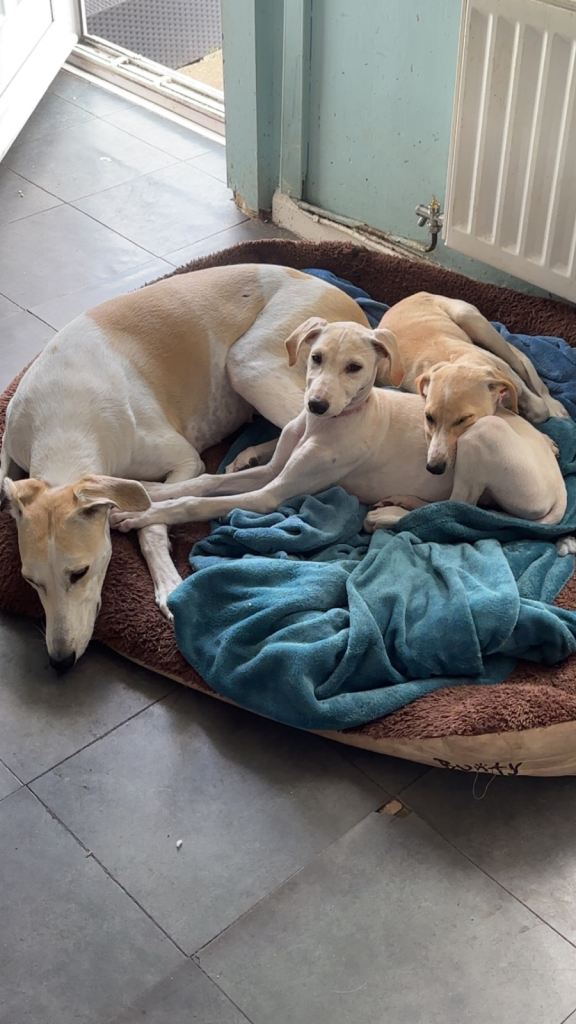Saluki greyhound puppies