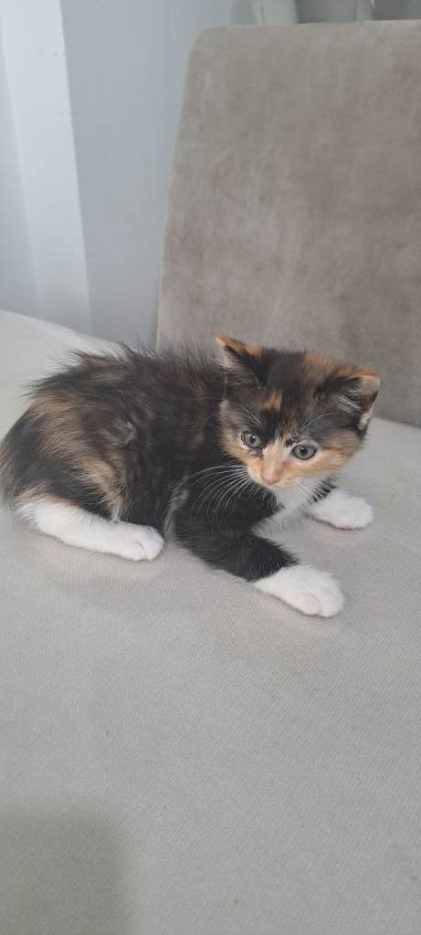 Kittens for sale