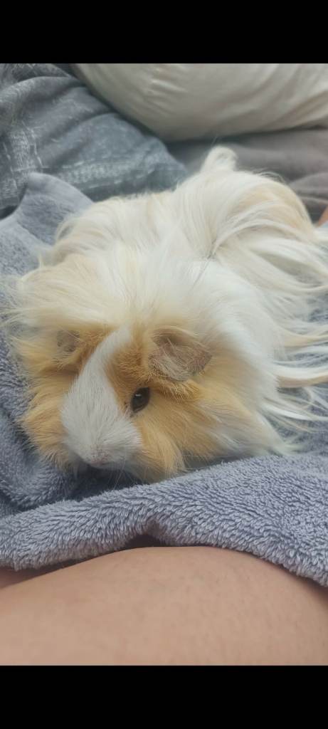 Guineapigs 