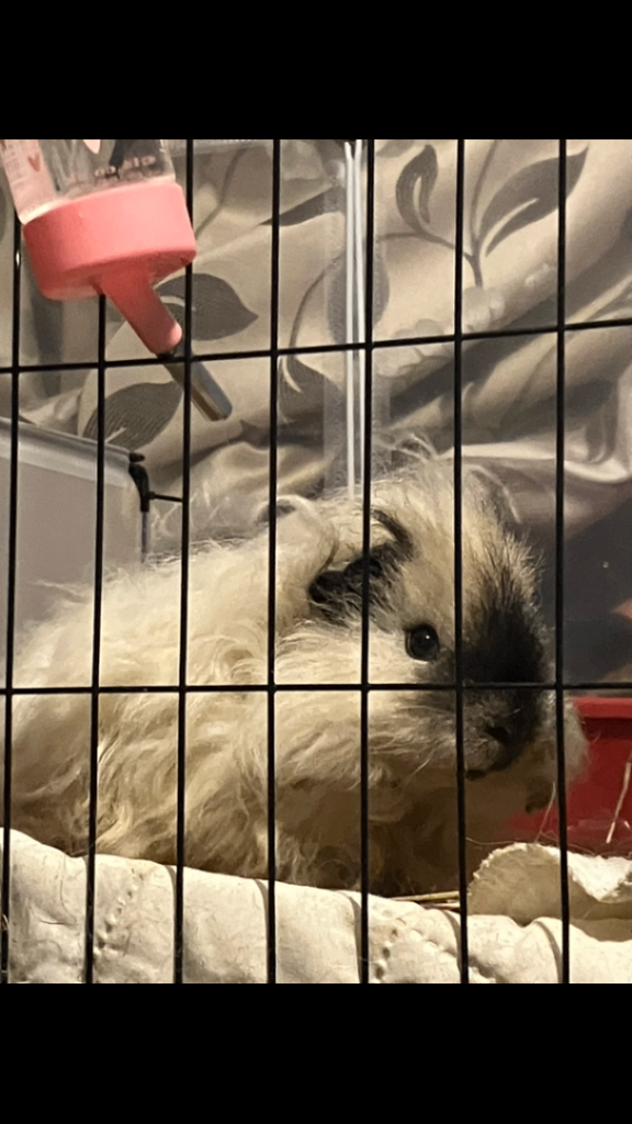 Guinea pigs boys