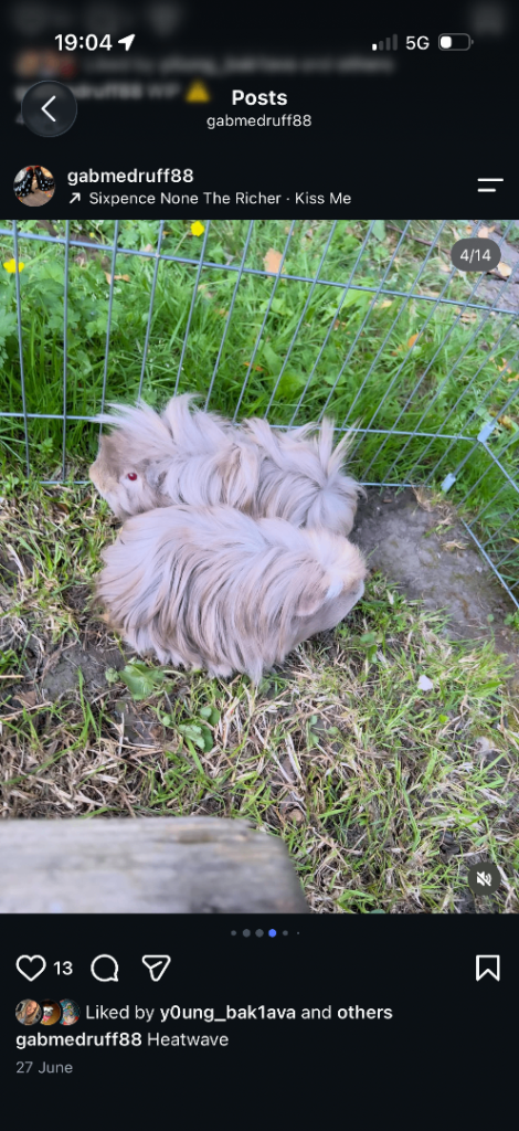 Two bonded guinea pigs males 