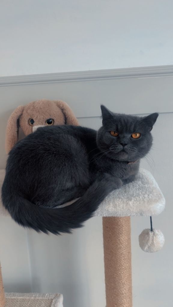 British shorthair girl 