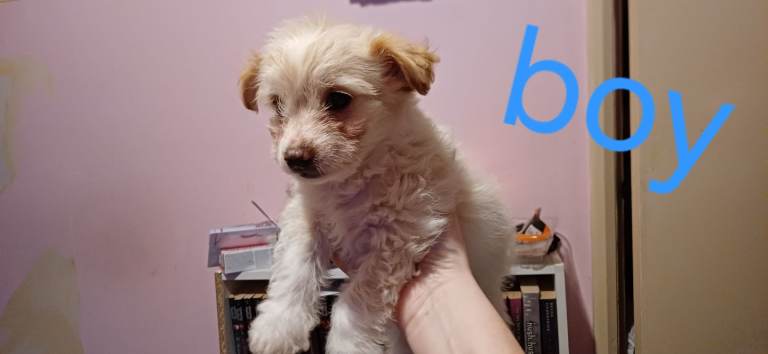 Puppies for sale
