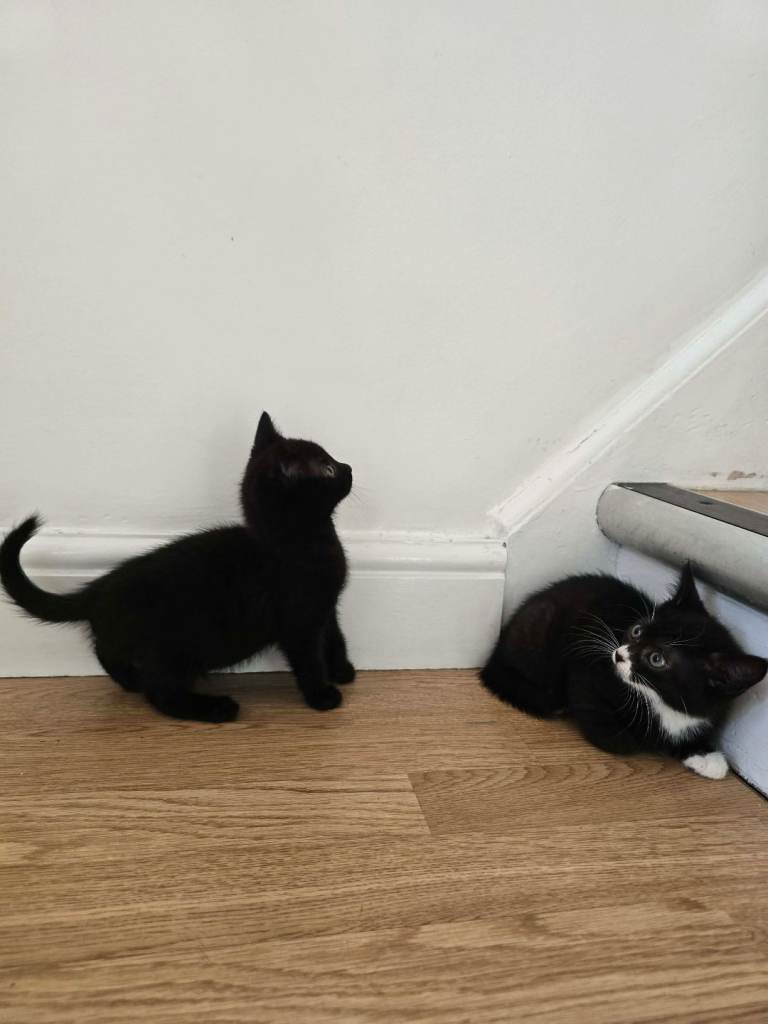 Lovely kittens 