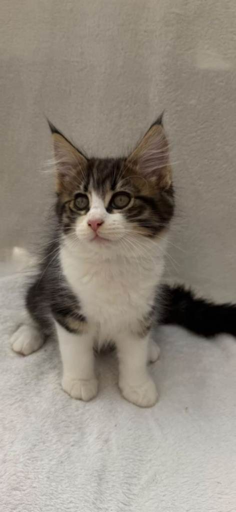 Maine Coon 
