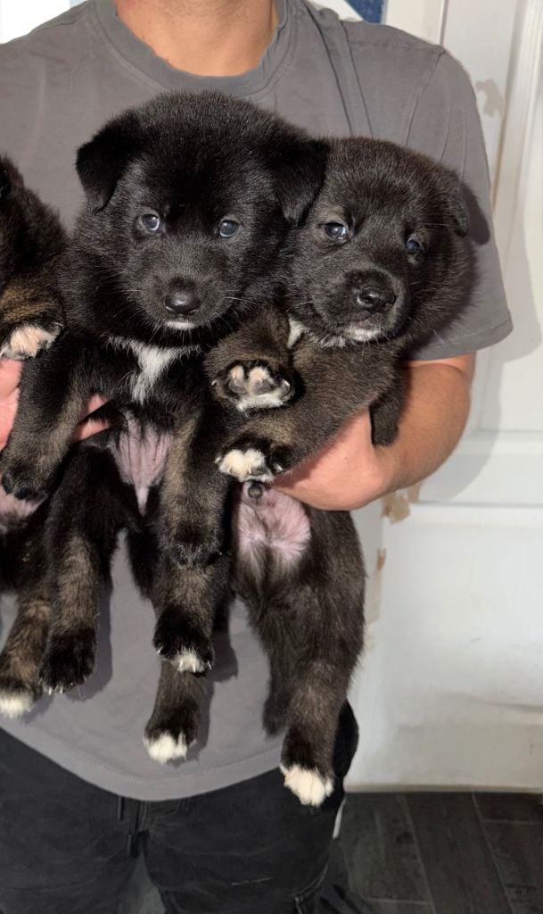 American Akita x German Shepard pups