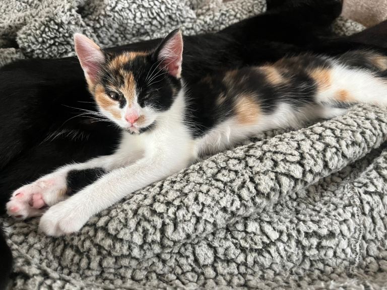 1 kitten looking for their forever homes