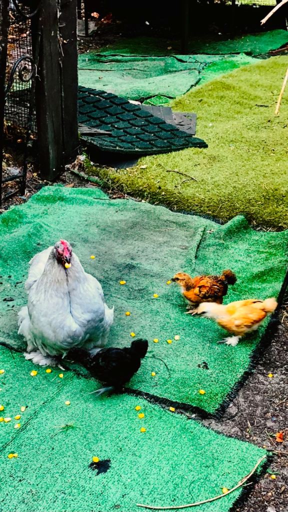 Bantam Lavender pekin mum with 3 chicks 