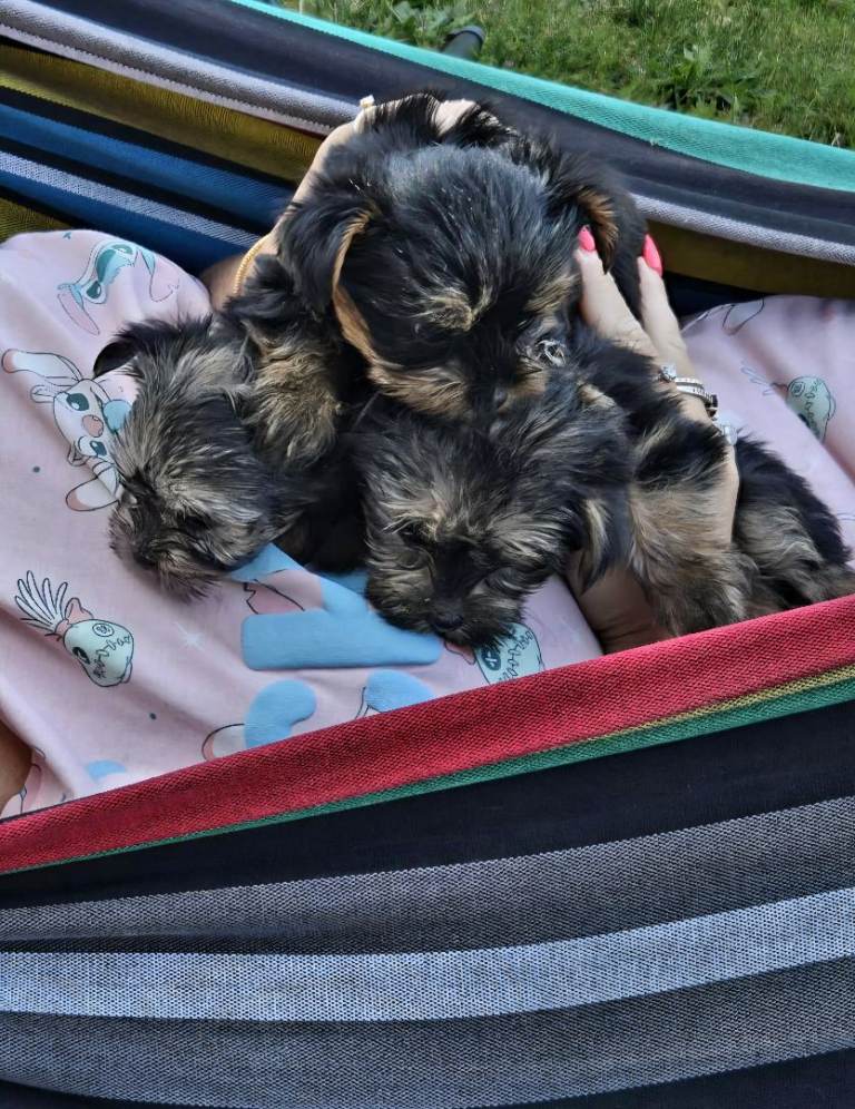 Beautiful Yorkshire Terrier Puppies – 3 Females Available 🐶❤️