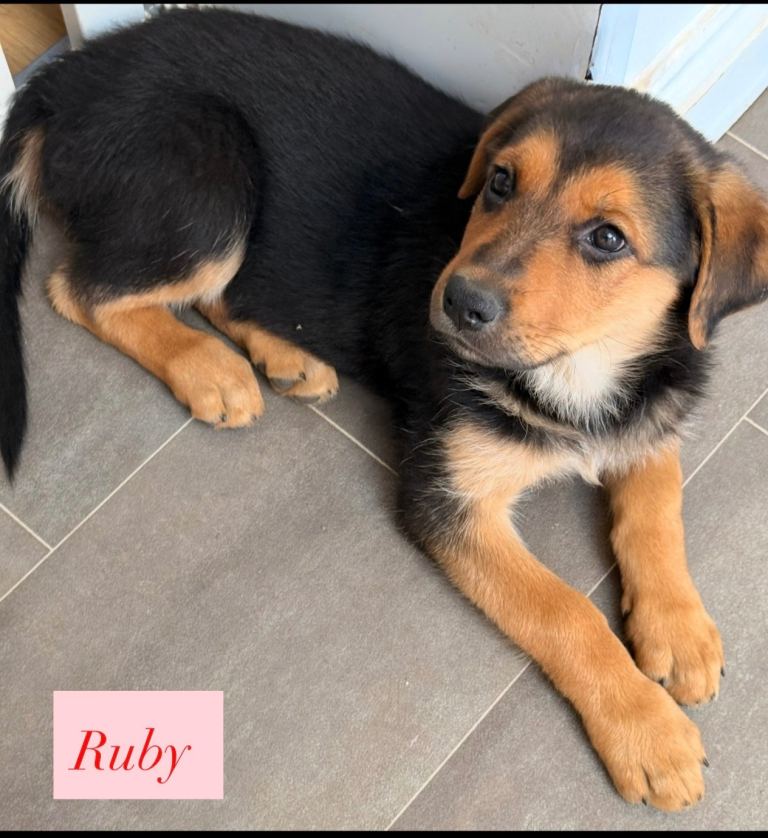    Stunning Rottweiler × German Shepherd Puppies – Fully Vaccinated & Microchipped – Ready Now