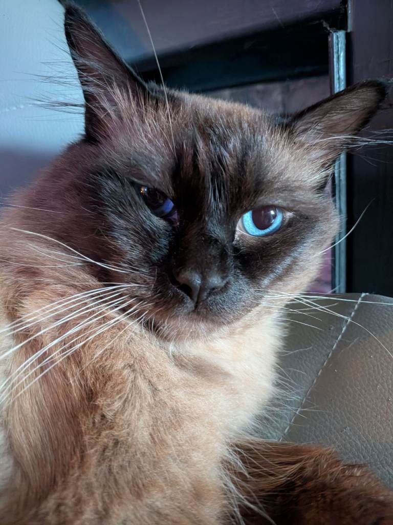 RAGDOLL BROTHERS 