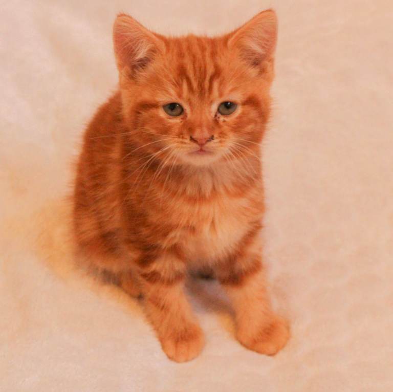 GINGER MALE KITTEN