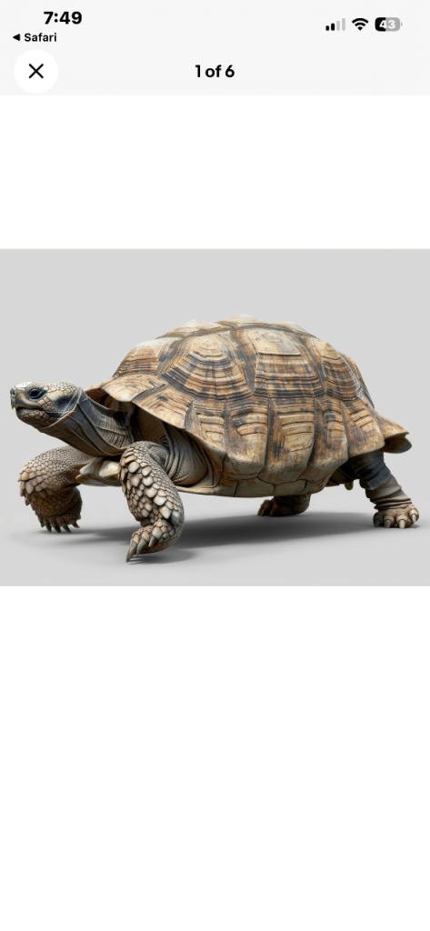 Large Tortoise Enclosure or Habitat