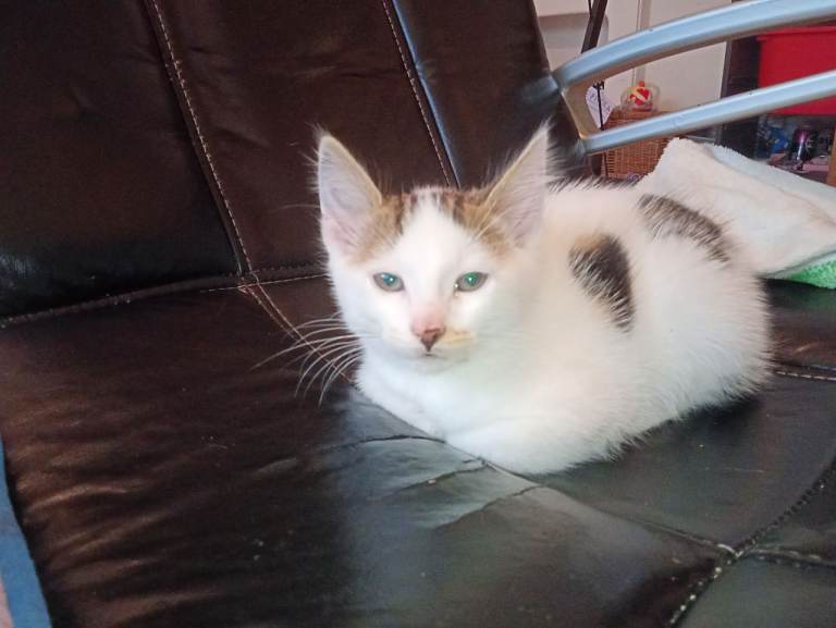 Kittens for sale (1/4 Bengal father)