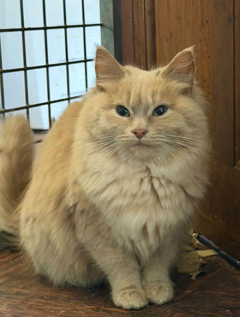 Beautiful part ragdoll part maine coon kittens 