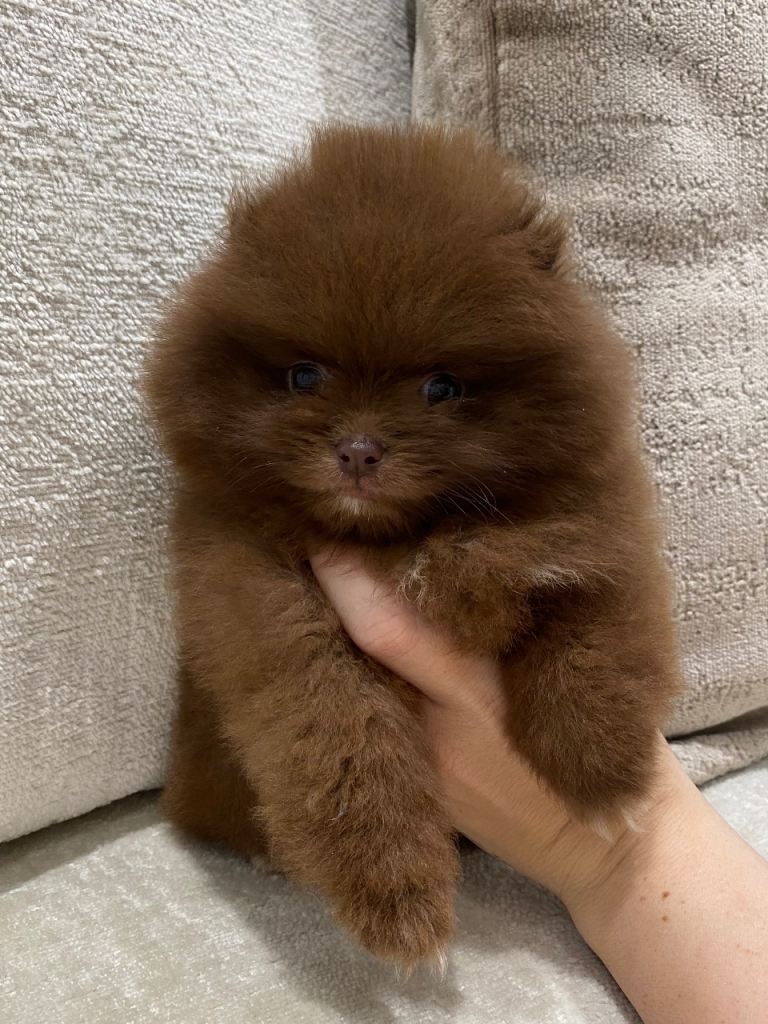 BEAUTIFUL TINY TEDDY BEAR POMERANIANS 