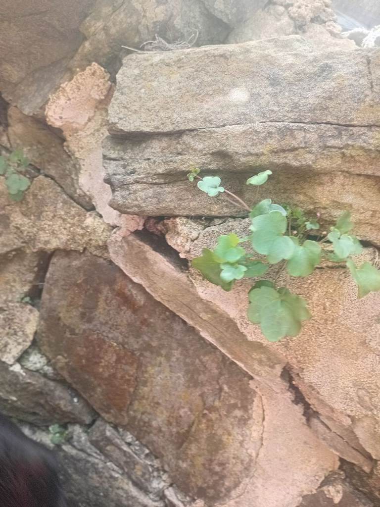 Wanted garden clearances 