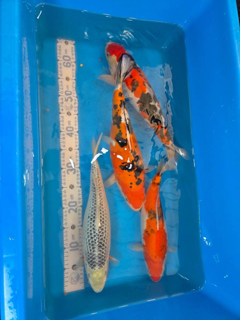 Japanese Koi 32cm - 43cm.