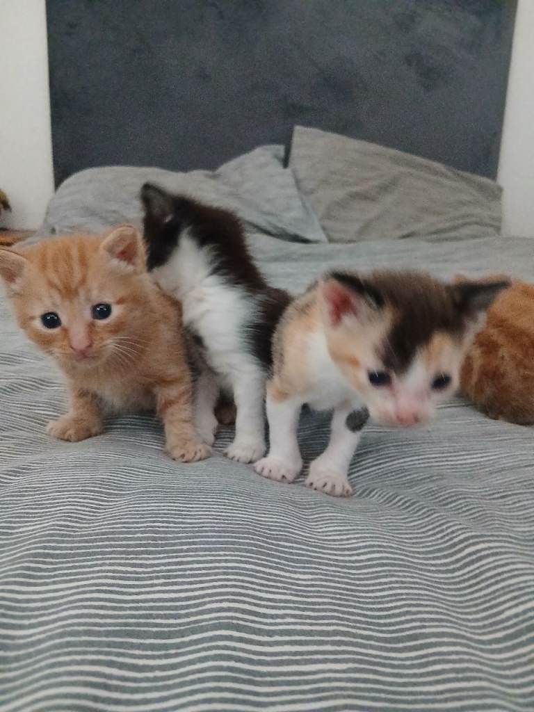 Beautiful Kittens