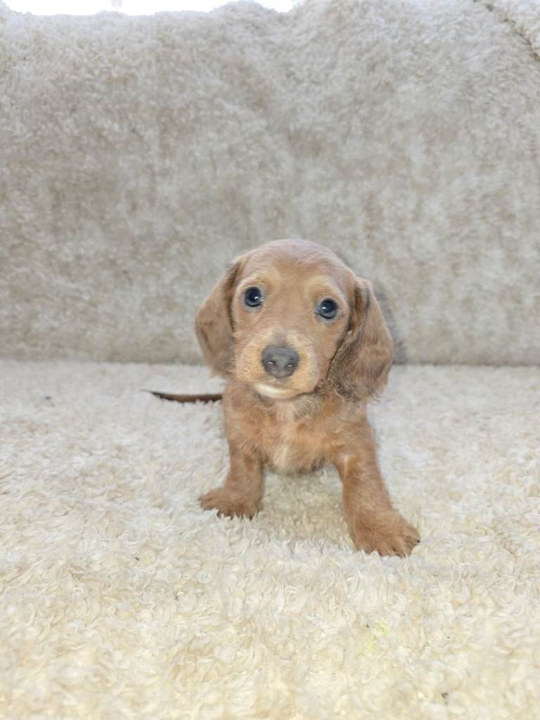 Minature Dachsund puppies 