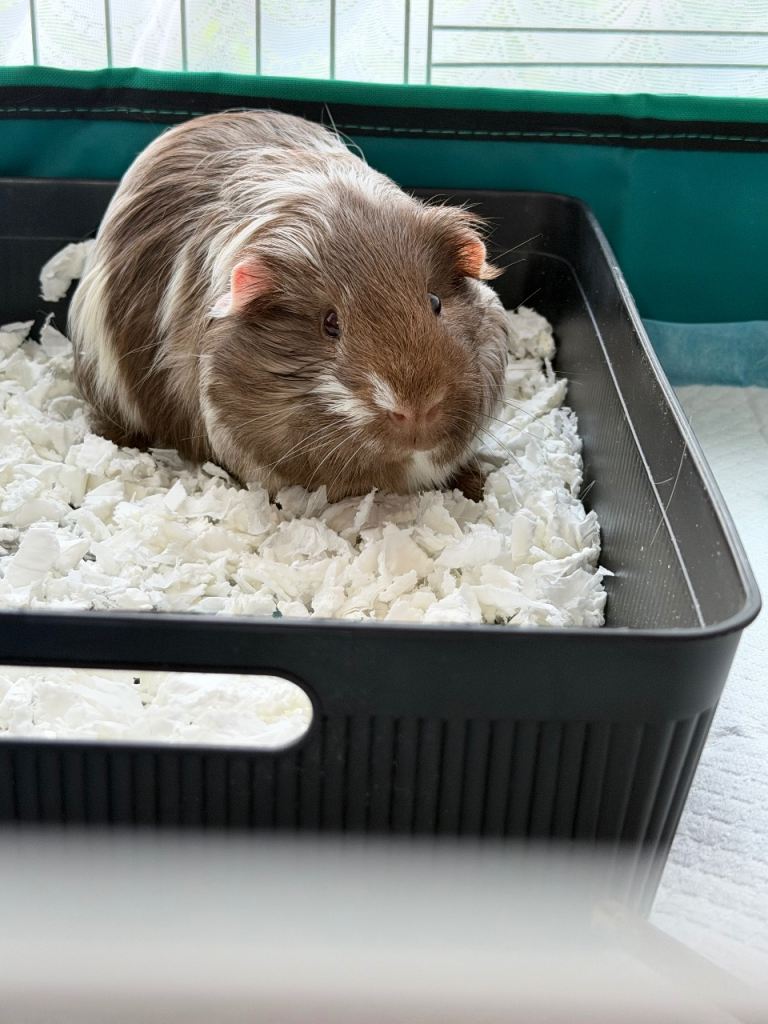 Male Guinea Pig 