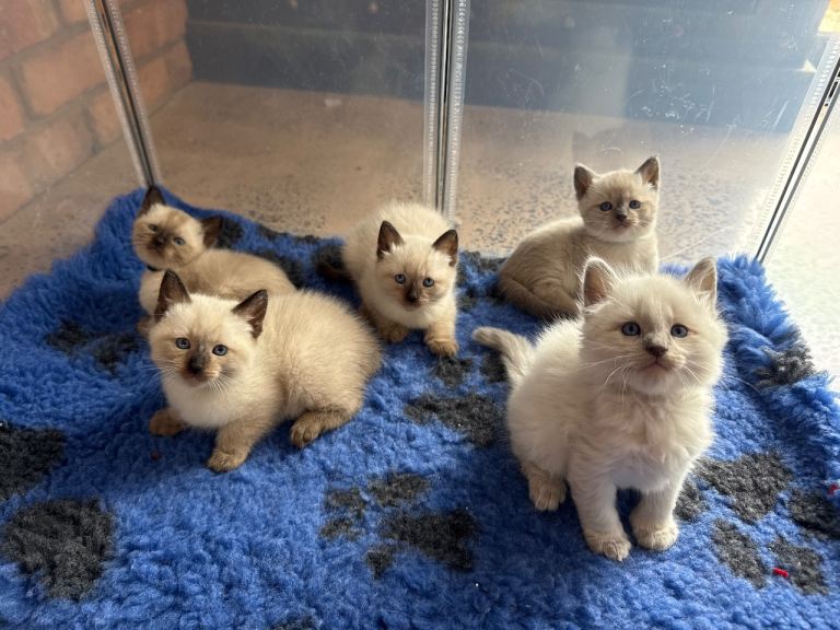 Full bred traditional Siamese kittens 