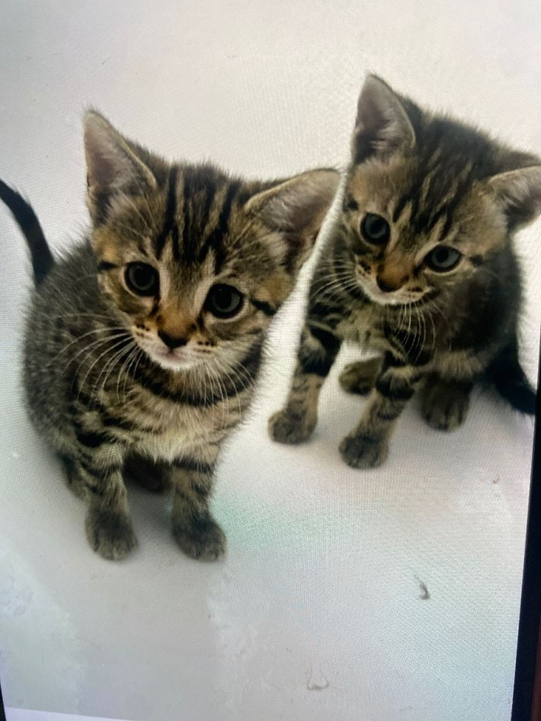 3 Beautiful Kittens 🐱 