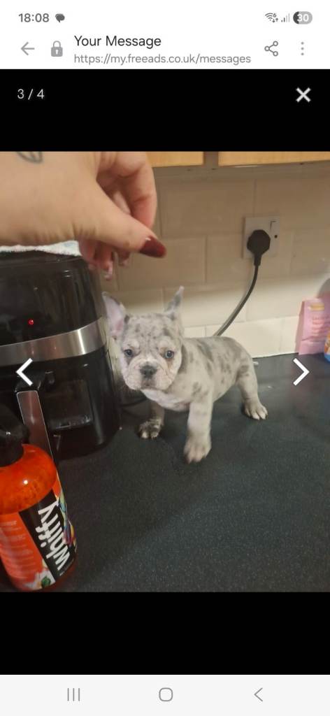French Bulldog