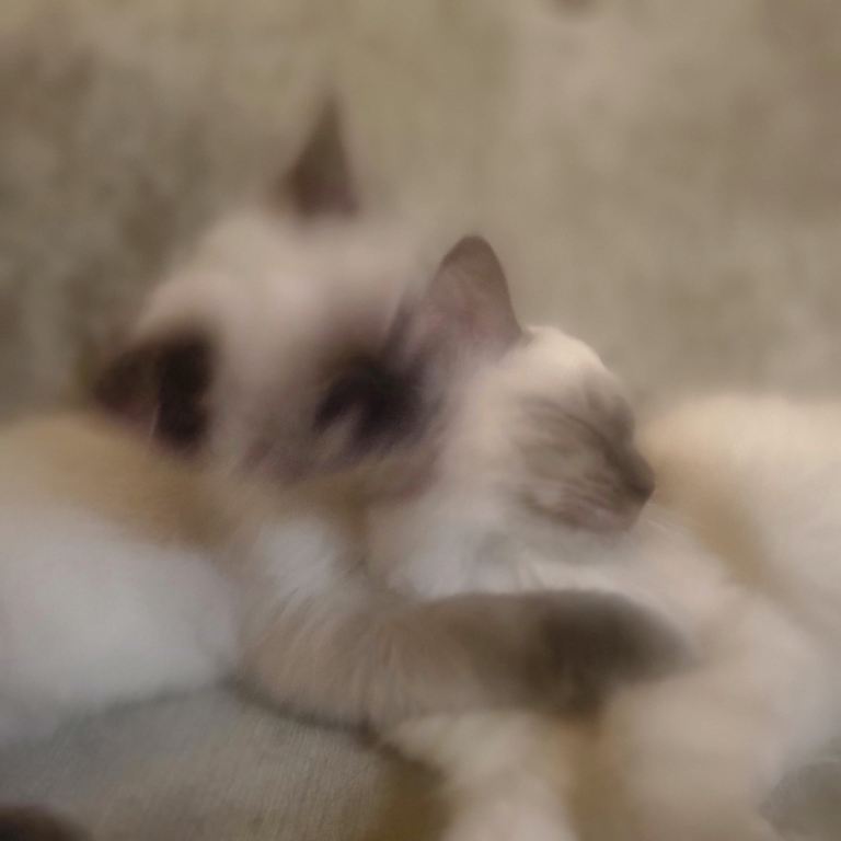Ragdoll kittens