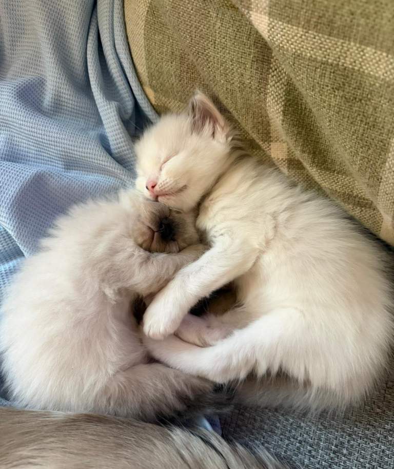 Ragdoll kittens 