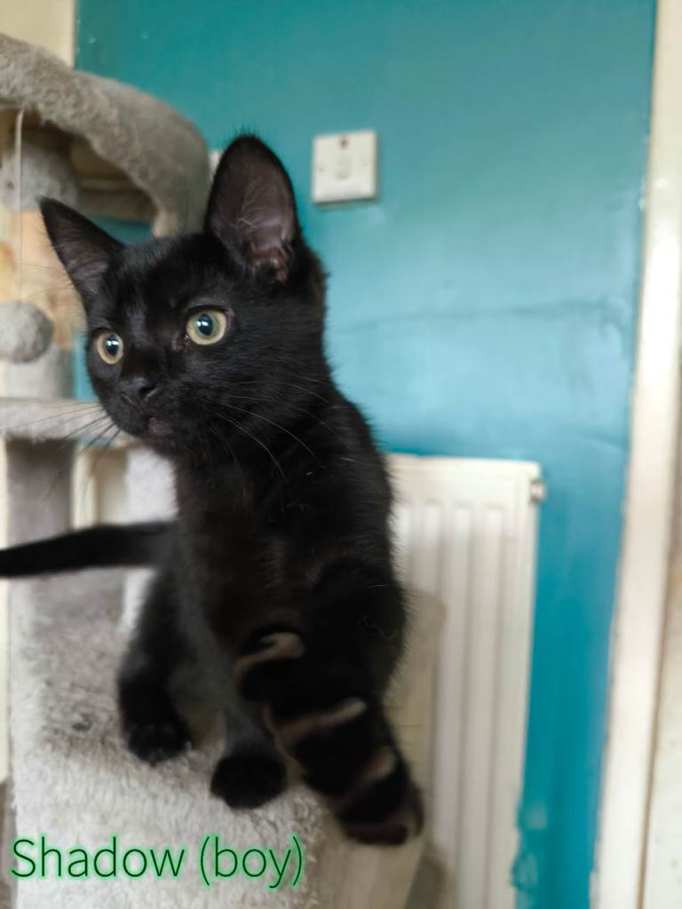 Kittens for sale