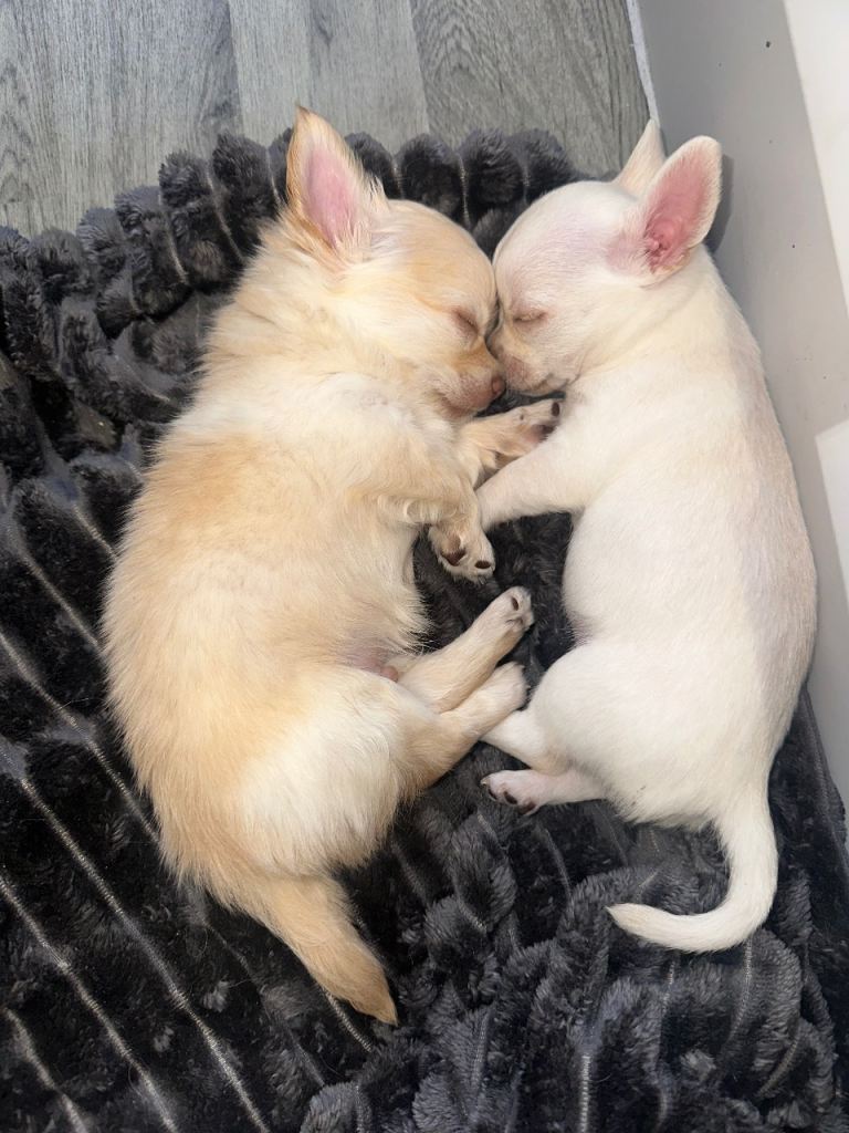 Chihuahua puppies for sale