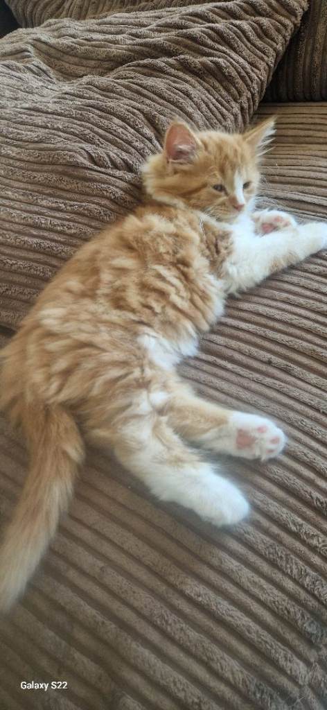 Ginger long hair kittens 