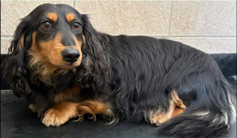 Dachshund 