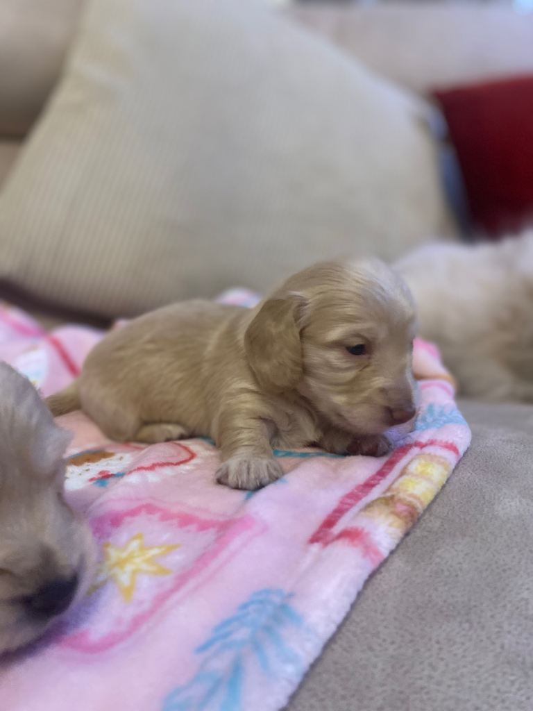 rare opportunity! cream Miniature dachshund for sale 