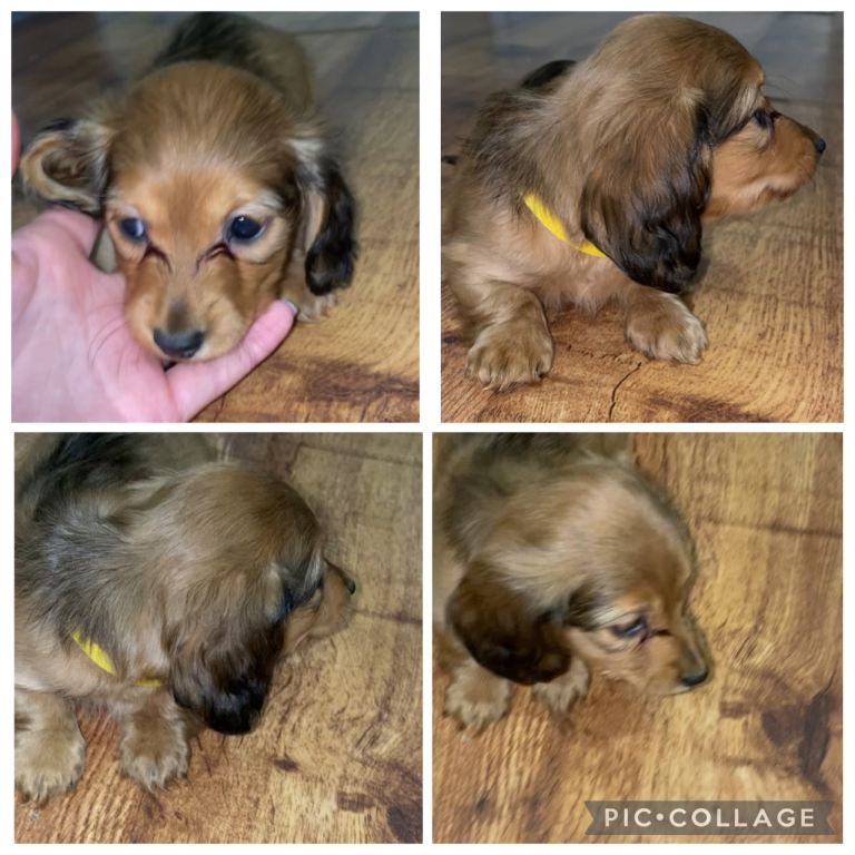 Miniature dachshund 1 girl 2 boys left 