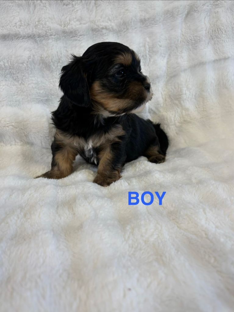 Lhasaliers Dog Pups. READY NOW! Puppies/ pups 