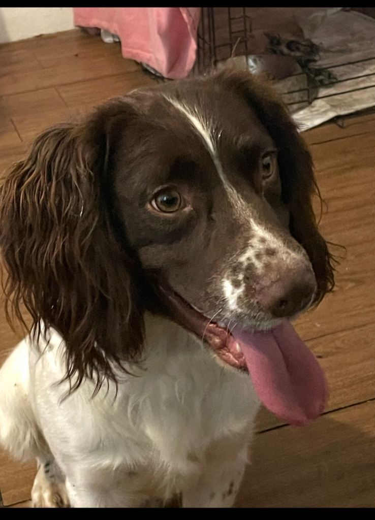 Springer spaniel